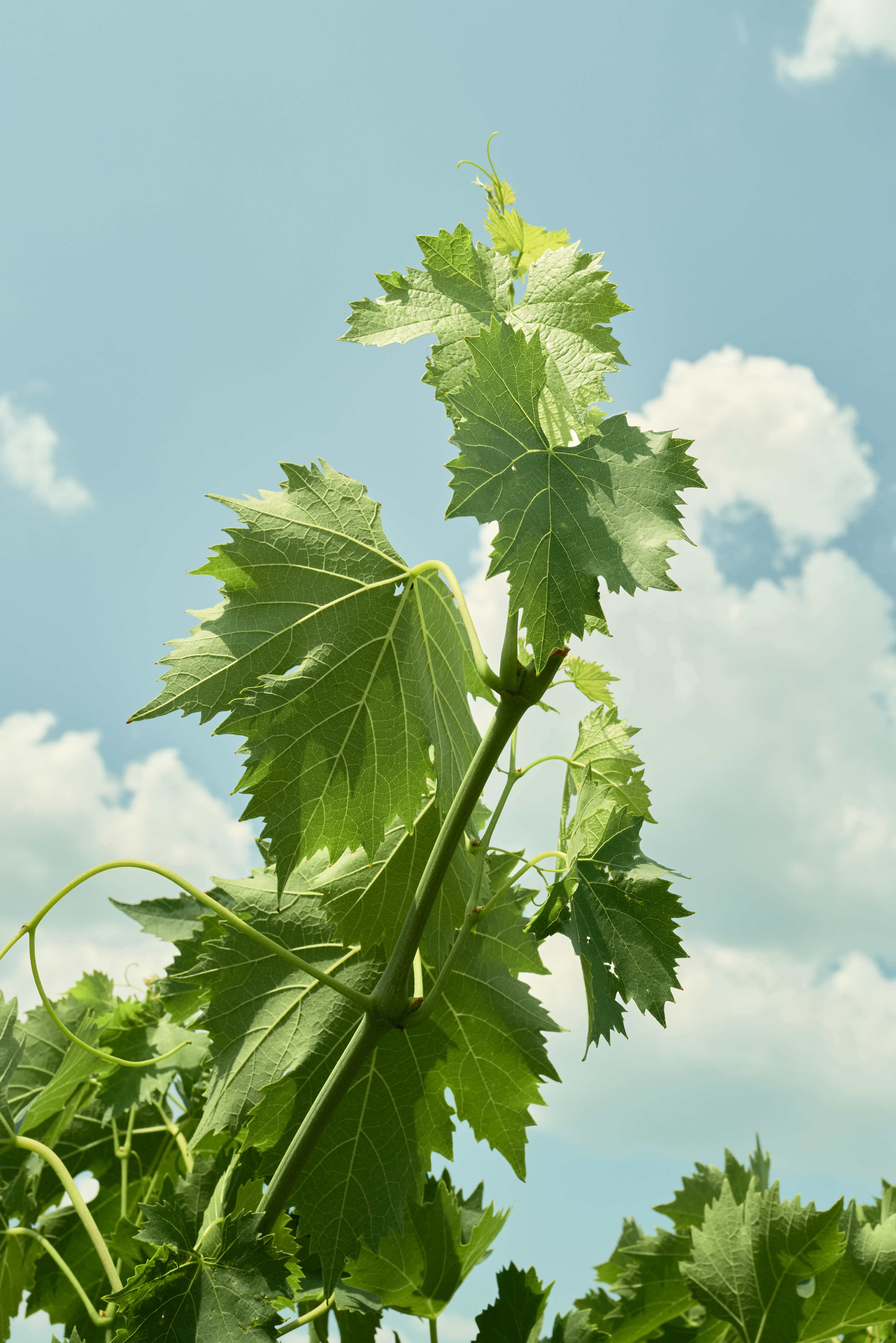Dettaglio editoriale dalla cantina La Casaccia